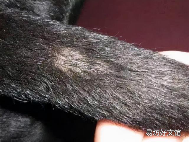 猫咪油尾巴怎么根治(猫咪油尾巴怎么治疗)