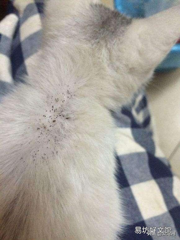 猫身上有跳蚤怎么去除(猫身上有跳蚤去除小妙招)