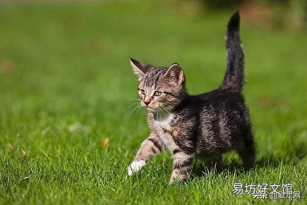 猫身上有跳蚤怎么去除(猫身上有跳蚤去除小妙招)