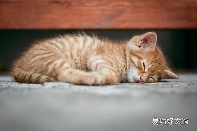猫晚上不睡觉一直乱窜是为什么(猫突然晚上不睡觉一直乱窜)