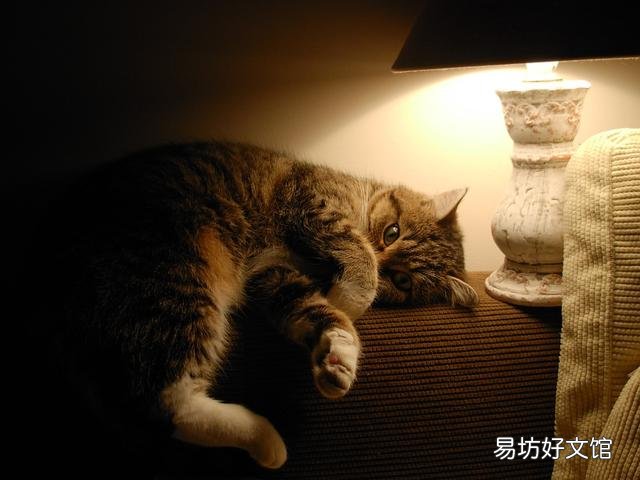 猫晚上不睡觉一直乱窜是为什么(猫突然晚上不睡觉一直乱窜)
