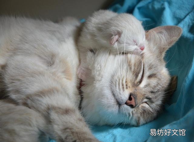猫晚上不睡觉一直乱窜是为什么(猫突然晚上不睡觉一直乱窜)