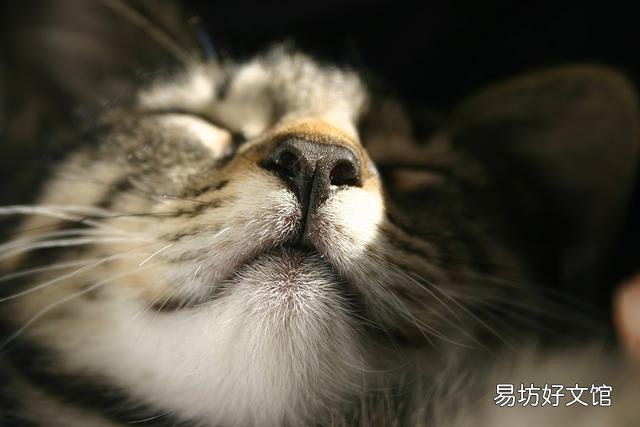 猫晚上不睡觉一直乱窜是为什么(猫突然晚上不睡觉一直乱窜)