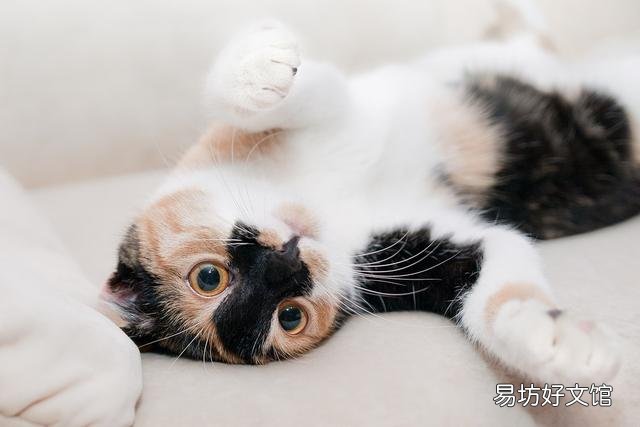 猫晚上不睡觉一直乱窜是为什么(猫突然晚上不睡觉一直乱窜)