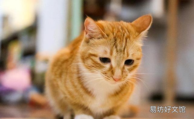 黄狸猫和狸花猫的区别(黑狸花猫和黄狸花猫有什么不同)