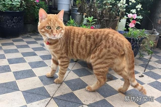 黄狸猫和狸花猫的区别(黑狸花猫和黄狸花猫有什么不同)