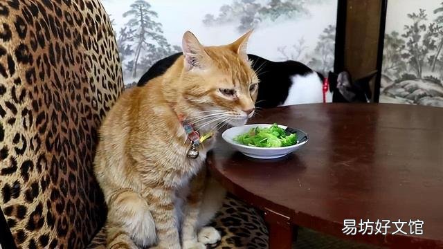 黄狸猫和狸花猫的区别(黑狸花猫和黄狸花猫有什么不同)