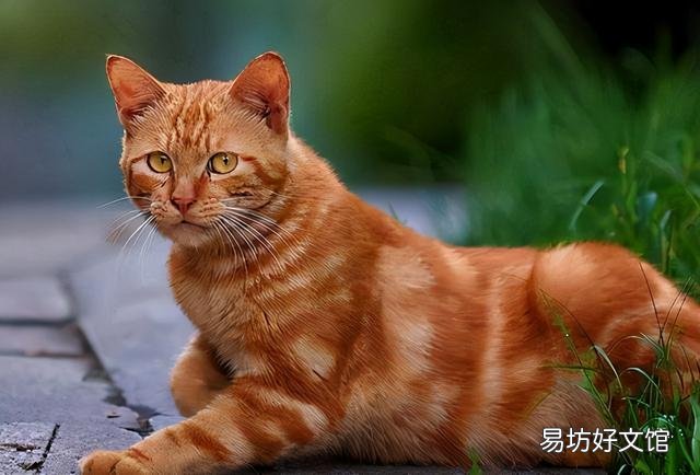 黄狸猫和狸花猫的区别(黑狸花猫和黄狸花猫有什么不同)