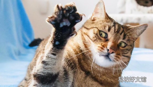 猫的爪子一张一缩在干嘛(猫咪爪子一张一缩的)