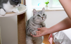 猫的爪子一张一缩在干嘛(猫咪爪子一张一缩的)
