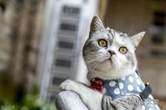 银色短毛猫是银渐层吗(银渐层猫是短毛猫吗)