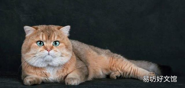 银色短毛猫是银渐层吗(银渐层猫是短毛猫吗)