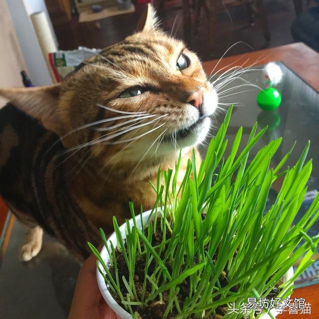 猫吃草是为什么(猫吃草是什么原因)