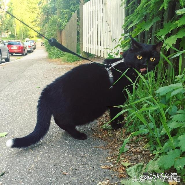 猫吃草是为什么(猫吃草是什么原因)
