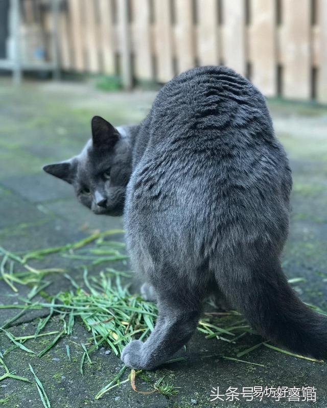 猫吃草是为什么(猫吃草是什么原因)