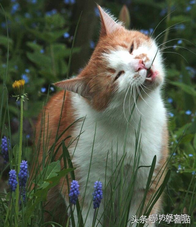 猫吃草是为什么(猫吃草是什么原因)