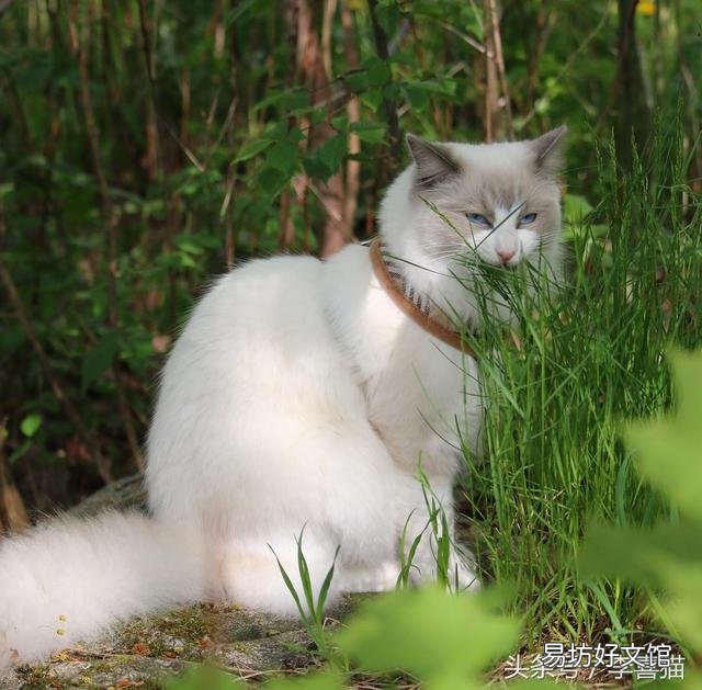 猫吃草是为什么(猫吃草是什么原因)