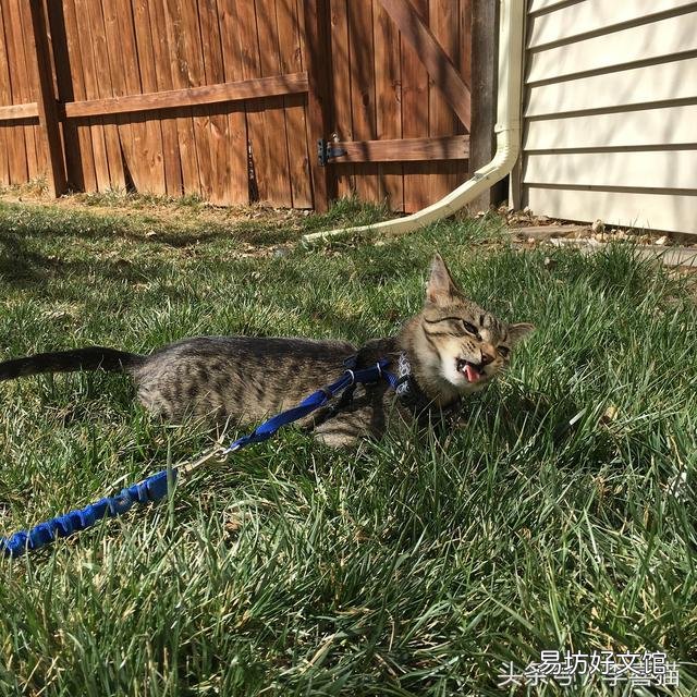 猫吃草是为什么(猫吃草是什么原因)