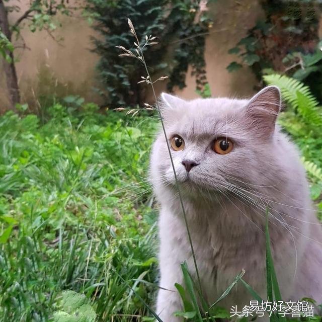 猫吃草是为什么(猫吃草是什么原因)
