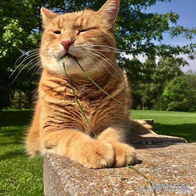 猫吃草是为什么(猫吃草是什么原因)