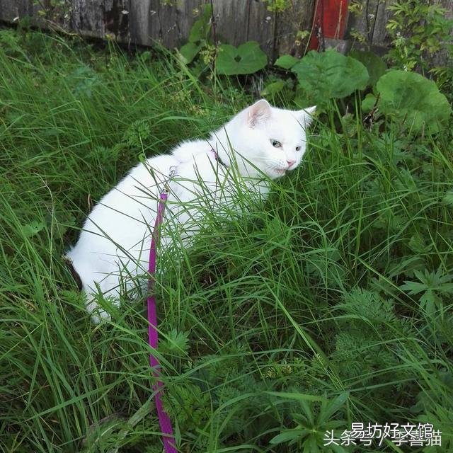 猫吃草是为什么(猫吃草是什么原因)