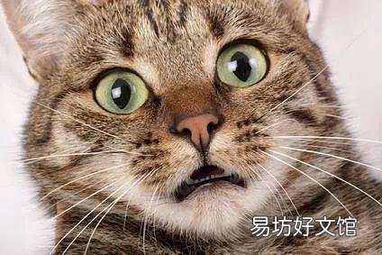 猫的胡子有什么作用(猫的胡子起到什么作用)