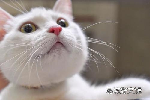 猫的胡子有什么作用(猫的胡子起到什么作用)