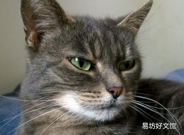 猫的胡子有什么作用(猫的胡子起到什么作用)