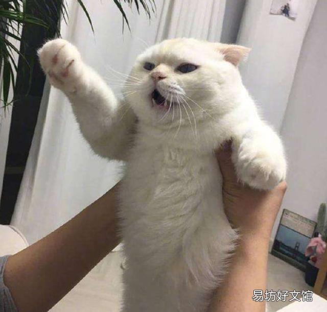 如何抱猫咪让它感觉安全(如何抱猫咪让它觉得舒服)