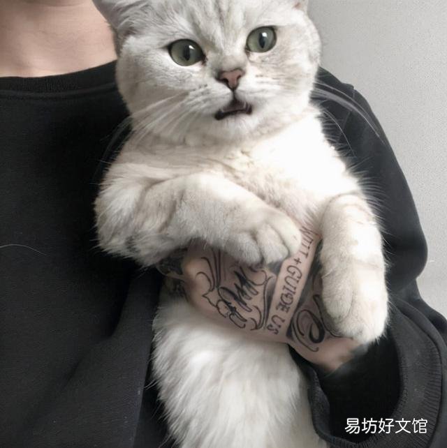 如何抱猫咪让它感觉安全(如何抱猫咪让它觉得舒服)