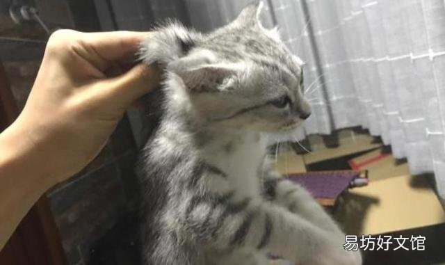 如何抱猫咪让它感觉安全(如何抱猫咪让它觉得舒服)