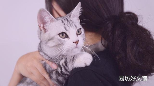 如何抱猫咪让它感觉安全(如何抱猫咪让它觉得舒服)
