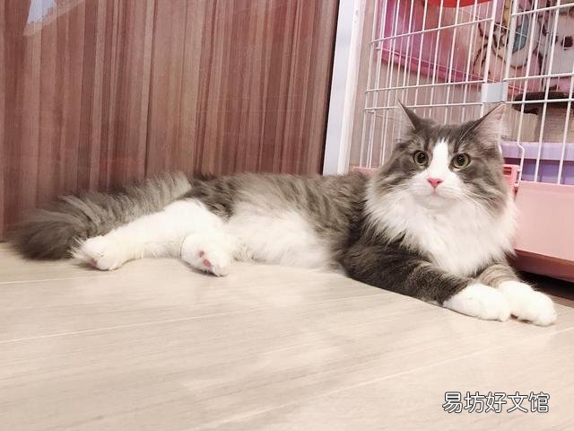 猫疥螨初期图片(猫疥螨什么样子)