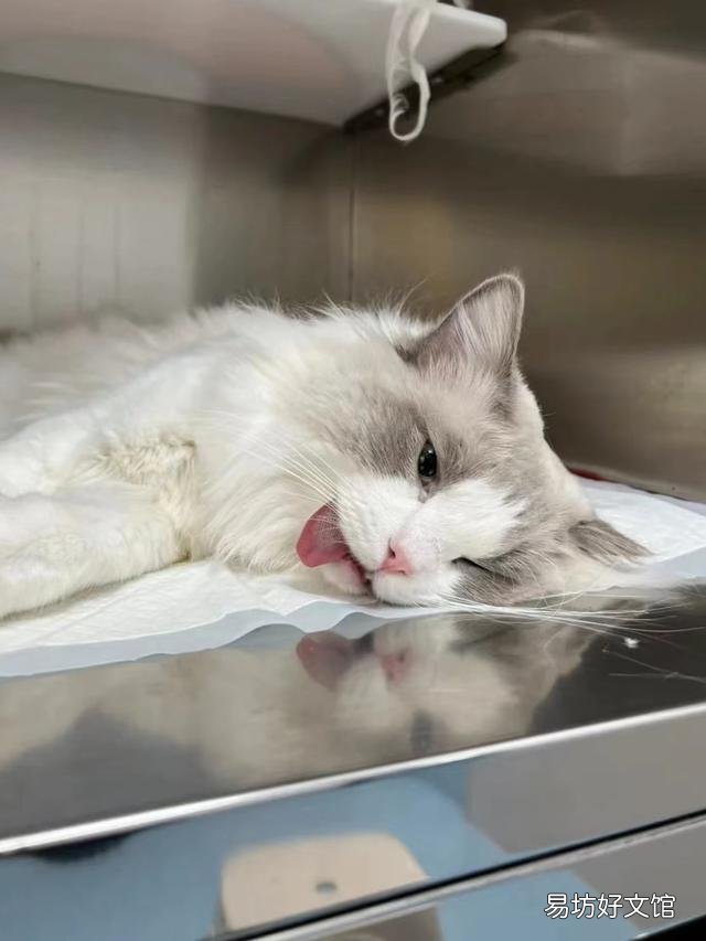 猫做绝育手术前禁食禁水多长时间(猫绝育术前禁食禁水几个小时)