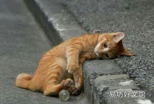 孟买黑猫和英短黑猫的区别(孟买猫与黑英短的区别)