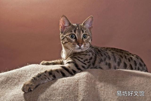 孟买黑猫和英短黑猫的区别(孟买猫与黑英短的区别)