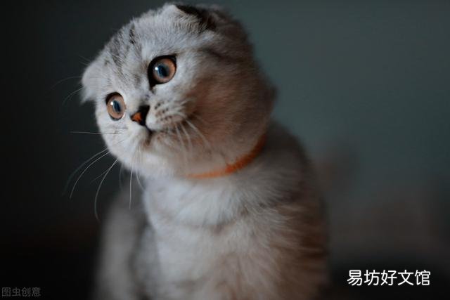 孟买黑猫和英短黑猫的区别(孟买猫与黑英短的区别)