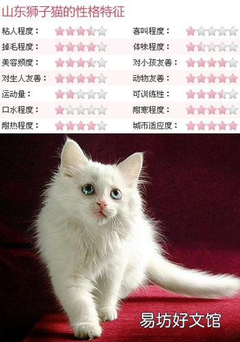 长毛狸花猫是什么品种(长毛狸花猫是什么品种的猫)
