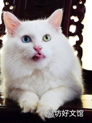 长毛狸花猫是什么品种(长毛狸花猫是什么品种的猫)