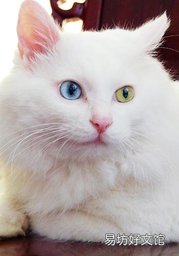 长毛狸花猫是什么品种(长毛狸花猫是什么品种的猫)