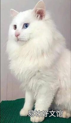 长毛狸花猫是什么品种(长毛狸花猫是什么品种的猫)