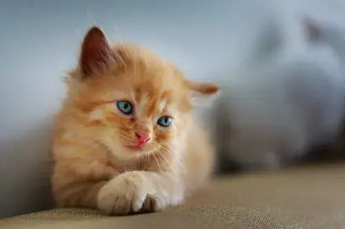 猫咪益生菌的正确吃法(猫咪益生菌应该怎么吃)