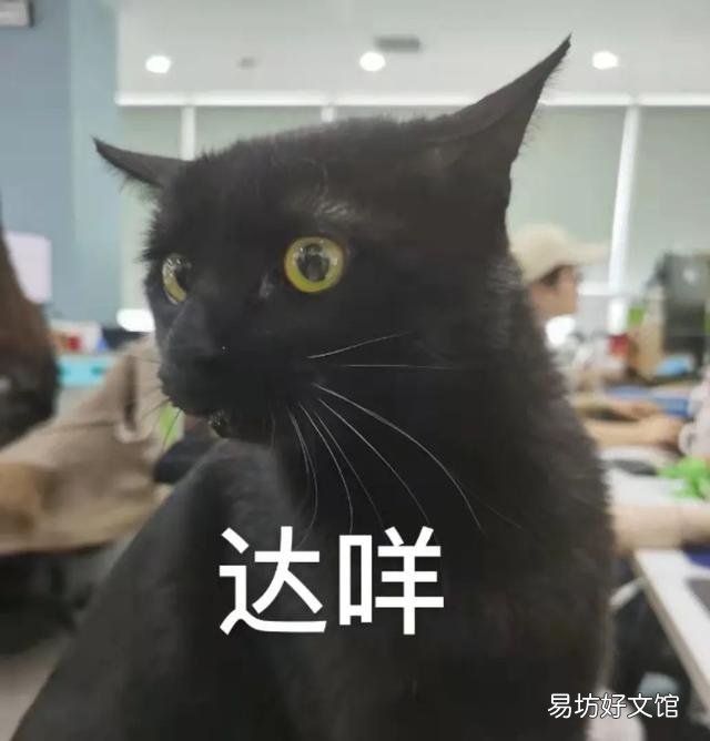 猫能吃冰淇淋吗(宠物猫能吃冰淇淋吗)