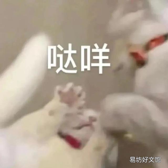 猫能吃冰淇淋吗(宠物猫能吃冰淇淋吗)