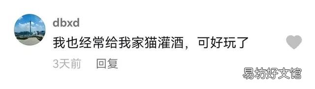猫能吃冰淇淋吗(宠物猫能吃冰淇淋吗)
