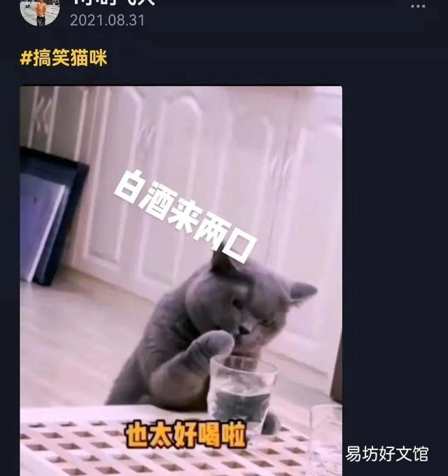 猫能吃冰淇淋吗(宠物猫能吃冰淇淋吗)