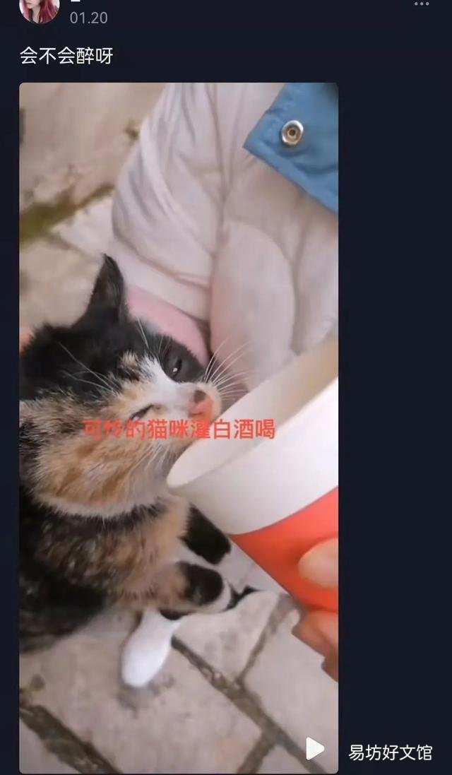 猫能吃冰淇淋吗(宠物猫能吃冰淇淋吗)