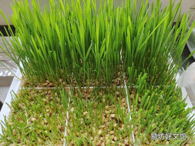 猫不吃猫草的原因(猫不吃猫草的原因是什么)