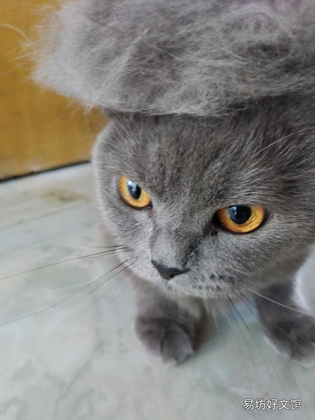 猫不吃猫草的原因(猫不吃猫草的原因是什么)