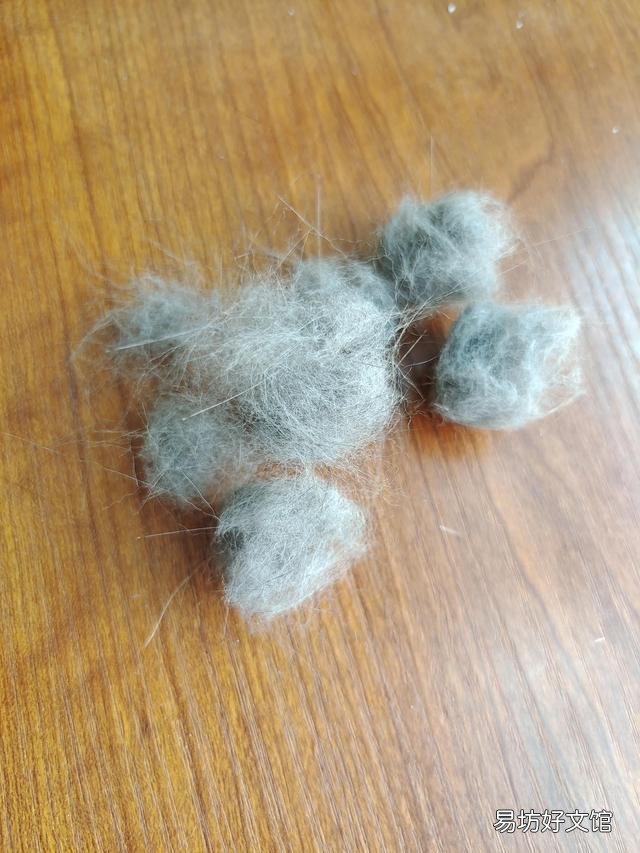 猫不吃猫草的原因(猫不吃猫草的原因是什么)
